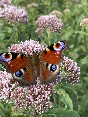 Aglais io