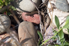 Ablepharus deserti
