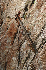 Cryptoblepharus