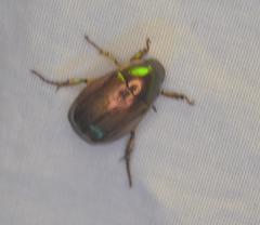 Callistethus marginatus