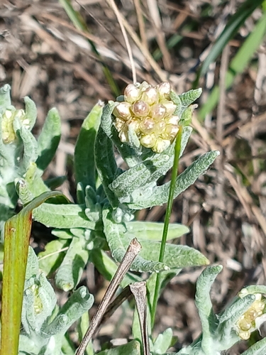 Image of Helichrysum revolutum by no rights reserved