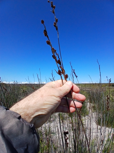 Image of Thamnochortus spicigerus by no rights reserved