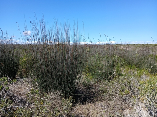 Image of Thamnochortus spicigerus by no rights reserved