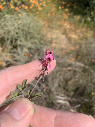 Image of Indigofera amoena by (c) Dave Richardson, some rights reserved (CC BY)