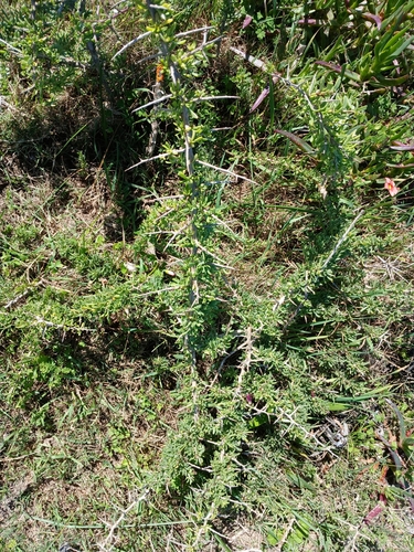 Image of Lycium afrum by no rights reserved