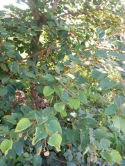 Piliostigma thonningii