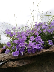 Campanula carnica