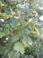 Piliostigma thonningii