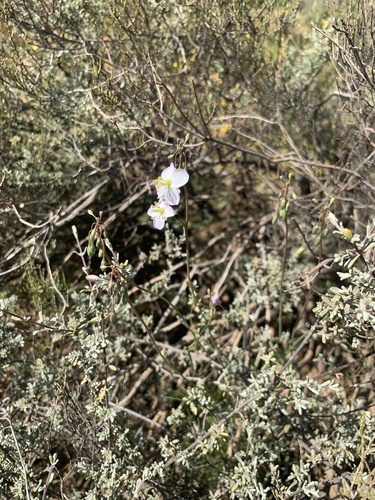 Image of Heliophila carnosa by (c) Dave Richardson, some rights reserved (CC BY)