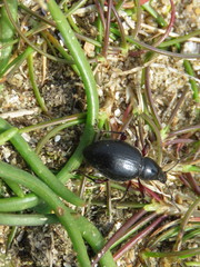 Otiorhynchus atroapterus