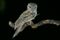 Papuan Frogmouth photo 5