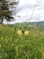 Cirsium erisithales