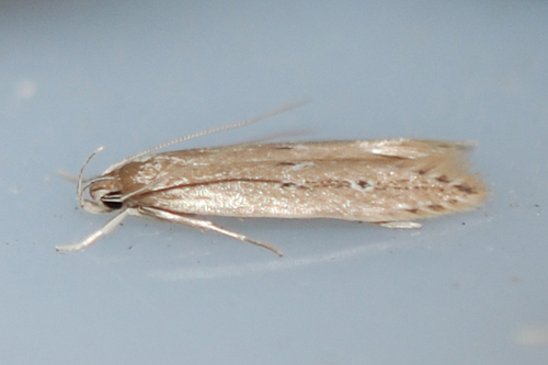 Shy Cosmet Moth, photo 4 of 10
