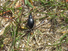 Otiorhynchus atroapterus