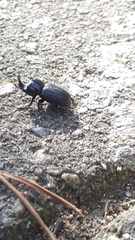 Sinodendron cylindricum