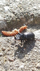 Sinodendron cylindricum