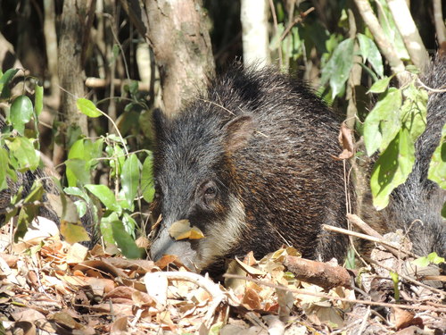 White-lipped Peccary