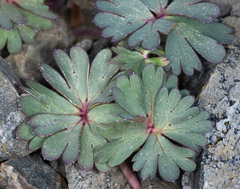 Delphinium antoninum