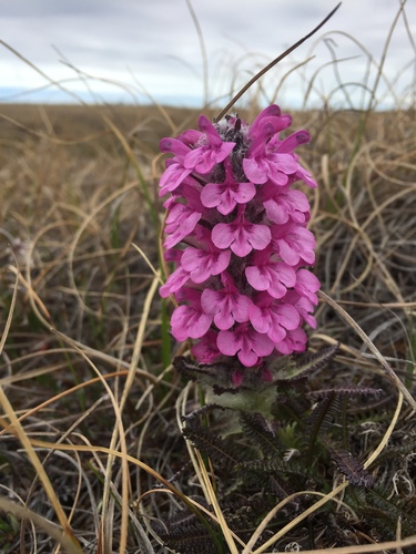 Woolly Lousewort