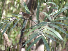 Uropsila leucogastra