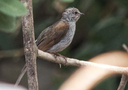 Myadestes occidentalis