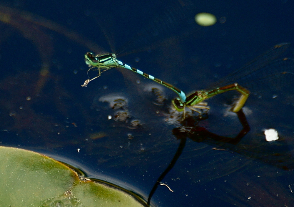 Taiga Bluet