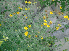 Pulicaria vulgaris