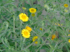Pulicaria vulgaris
