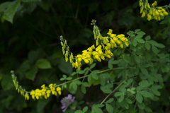 Cytisus nigricans