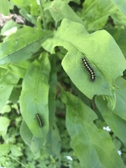 Gnophaela latipennis