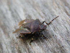 Rhacognathus punctatus