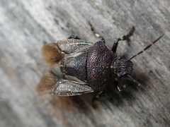 Rhacognathus punctatus