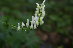 Aconitum lasiostomum