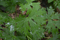 Aconitum lasiostomum