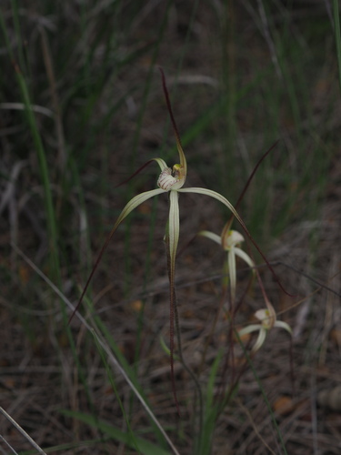 Image of Caladenia dimidia by (c) Hugo Innes, some rights reserved (CC BY)