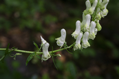 Aconitum lasiostomum