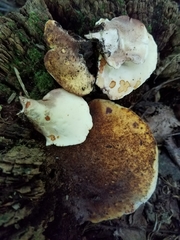 Buglossoporus quercinus