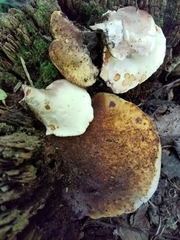 Buglossoporus quercinus