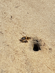 Dasypoda