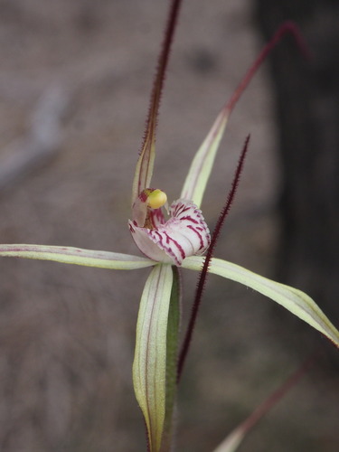 Image of Caladenia dimidia by (c) Hugo Innes, some rights reserved (CC BY)