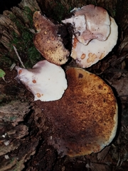 Buglossoporus quercinus