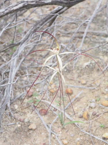 Image of Caladenia dimidia by (c) Hugo Innes, some rights reserved (CC BY)