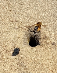 Dasypoda