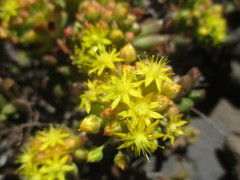 Aeonium lindleyi image