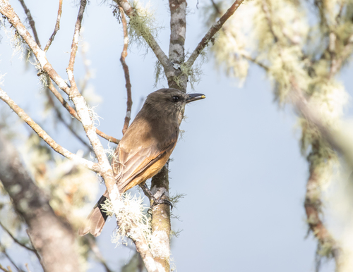 Santa Marta Bush Tyrant (Myiotheretes pernix), photo 10