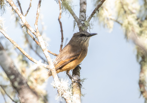 Santa Marta Bush Tyrant (Myiotheretes pernix), photo 6