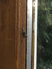 Xylotrechus smei