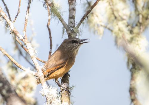 Myiotheretes pernix