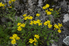 Senecio squalidus rupestris