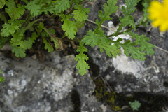 Senecio squalidus rupestris